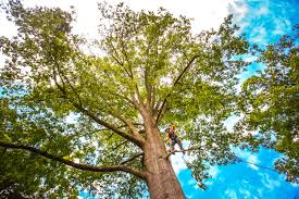 Trusted Fairlawn, VA Tree Removal Experts